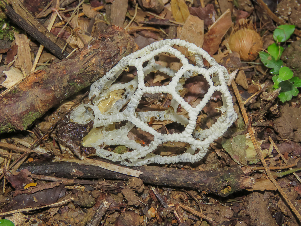 Clathrus chrysomycelinus · June 2025 · photo: © diogoluiz (iNaturalist, cc-by)