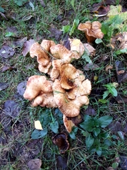 Paxillus rubicundulus
