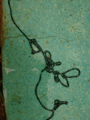 Duttaphrynus melanostictus