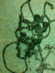 Duttaphrynus melanostictus