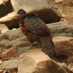 Galloperdix lunulata