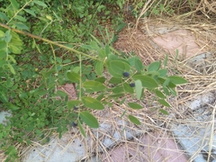 Phyllanthus reticulatus reticulatus