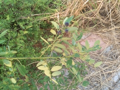 Phyllanthus reticulatus reticulatus