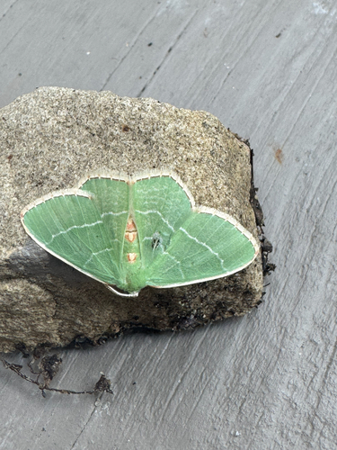 Red-fringed Emerald photo 5