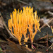 Orange Coral - Photo (c) Tatiana Bulyonkova, some rights reserved (CC BY-NC-SA)