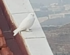 Columba livia domestica