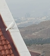 Columba livia domestica