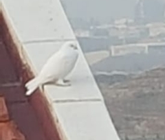 Columba livia domestica