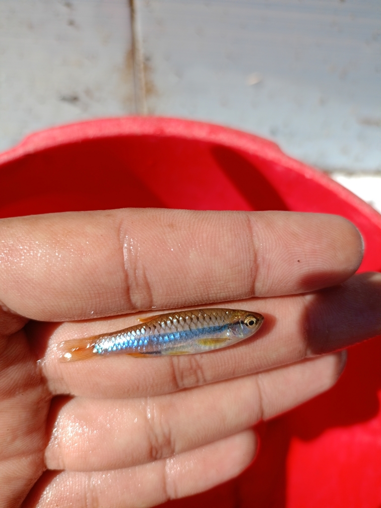 Rasbora jacobsoni (Rasbora jacobsoni)