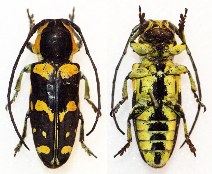 Tragocephala nobilis