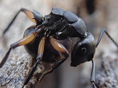 Polyrhachis femorata