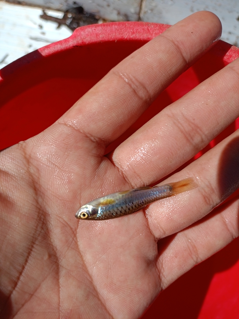 Rasbora jacobsoni (Rasbora jacobsoni)