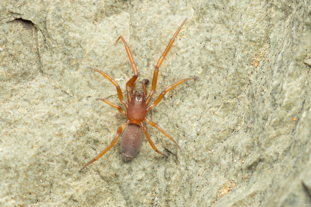 Prodidomus purpurascens