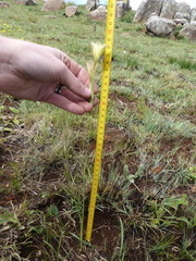 Gladiolus longicollis