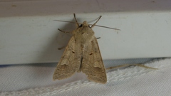 Ammoconia caecimacula