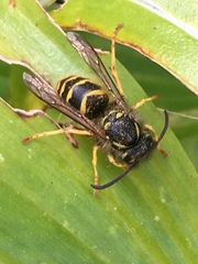 Vespula vulgaris