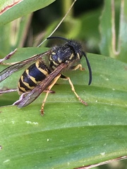Vespula vulgaris
