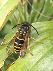 Vespula vulgaris