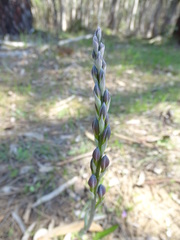 Thelymitra grandiflora