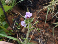 Nemesia caerulea