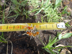 Tulbaghia leucantha