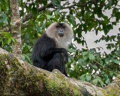 Macaca silenus