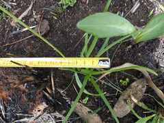 Tulbaghia leucantha