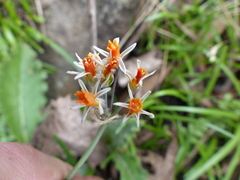 Tulbaghia leucantha