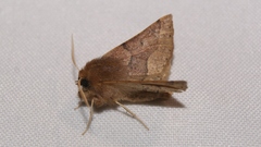 Crocallis tusciaria