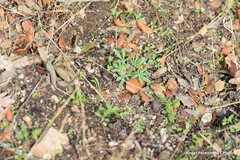 Lupinus hispanicus