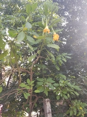 Brugmansia