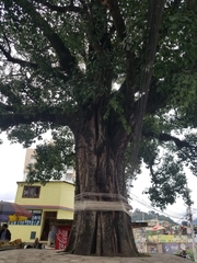 Ficus religiosa