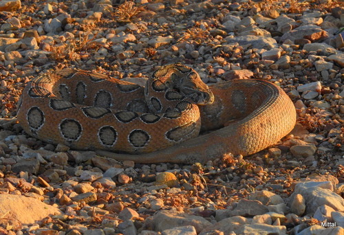 Russell’s Viper, Daboia russelii