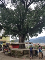Ficus religiosa