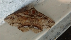 Lepidoptera