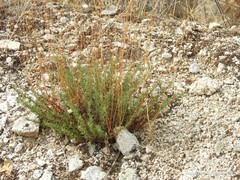Santolina rosmarinifolia
