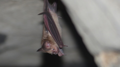 Hipposideros speoris