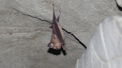 Hipposideros speoris