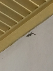 Hemidactylus platyurus