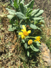 Senecio squalidus aethnensis