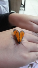 Ormetica chrysomelas