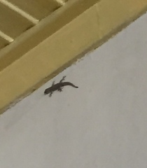 Hemidactylus platyurus