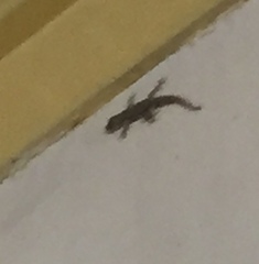 Hemidactylus platyurus