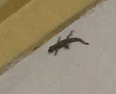 Hemidactylus platyurus