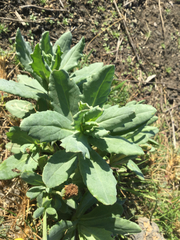 Senecio squalidus aethnensis