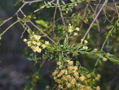Acacia howittii