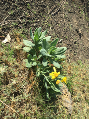 Senecio squalidus aethnensis