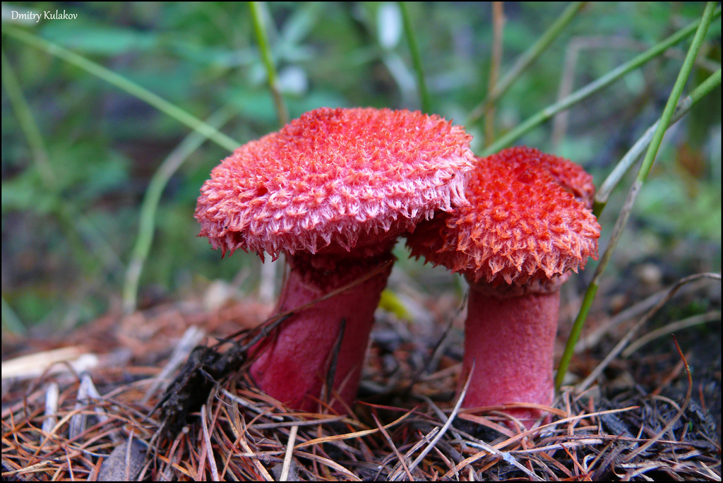 Suillus asiaticus · August 2010 · photo: © dmitry_kulakov (iNaturalist, cc-by)