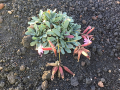 Saponaria sicula