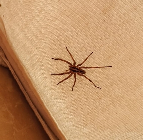 Radiated Wolf Spider